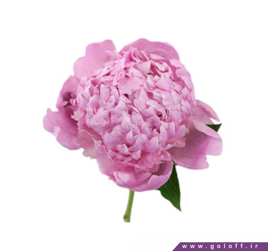 وب سایت فروش گل - گل صد تومانی فرنوشا - Farnosha | گل آف